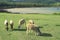 Six sheep grazing, Rodrigues Island