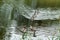 Six small chicks swans of a gray-brown color float on the lake`s water and look into the camera