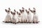 Six small thai kittens on white background