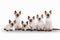 Six small thai kittens on white background