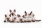 Six small thai kittens on white background