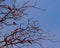 Six southern carmine bee-eaters sitting in a tree