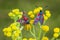 Six-spot burnet butterfly Zygaena filipendulae, pollinating on ragwort yellow flowers Jacobaea vulgaris