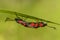 Six-spot burnet mating in summer