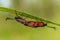 Six-spot burnet mating in summer