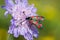 Six-spot Burnet moth on a large scabious flower