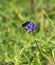 Six Spot Burnet Moth on Round Headed Rampion