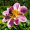 Six-spot Burnet on pink Lily