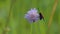 Six-spot burnet /Zygaena filipendulae/ butterfly is on wild purple flower, macro