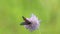 Six-spot burnet /Zygaena filipendulae/ butterfly is on wild purple flower, macro