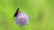 Six-spot burnet /Zygaena filipendulae/ butterfly is on wild purple flower, macro