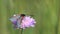 Six-spot burnet /Zygaena filipendulae/ butterfly is on wild purple flower, macro
