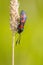 Six-spot Burnet (Zygaena filipendulae) Moth on bright Green Back