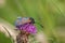 Six-spot Burnett feeding on common knapweed