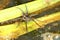 Six-spotted Fishing Spider Dolomedes triton