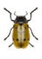 Six Spotted Leaf Beetle on white Background