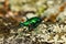 Six-spotted Tiger Beetle close up