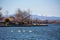 Six swans swimming in the lake