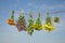 Six various medical herbs bunches on clothes string