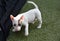 Six weeks old  miniature bull terrier on meadow