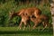 Six weeks young wild Roe deer, Capreolus capreolus