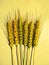 Six wheat spikelets isolated on haze background