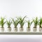 Six White Planters With Air Plants: A Minimalistic And Detailed Photo
