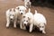 Six white running puppies