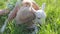 A six-year-old girl in a meadow gently hugs a small white goat.