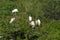 Six young storks roosting on and island