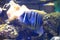Sixbar angelfish