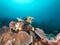 Sixbar angelfish hovers over reef in Raja Ampat, Indonesia