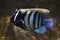 Sixbar angelfish Pomacanthus sexstriatus