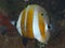 Sixspine butterflyfish