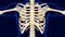 Sixth bone of Rib cage Anatomy for medical concept 3D