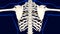 Sixth bone of Rib cage Anatomy for medical concept 3D