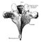 Sixth Thoracic Vertebra from Behind, vintage illustration