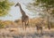 Sizing him up, Etosha National Park, Namibia