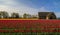 Skagit Tulips, Washington State