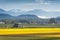 Skagit Valley Daffodil Field.