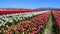 Skagit Valley Tulip Festival in Mount Vernon, Washington
