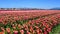 Skagit Valley Tulip Festival in Mount Vernon, Washington