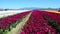 Skagit Valley Tulip Festival in Mount Vernon, Washington