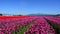 Skagit Valley Tulip Festival in Mount Vernon, Washington