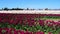 Skagit Valley Tulip Festival in Mount Vernon, Washington