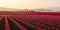 Skagit valley Tulip field at foggy sunrise