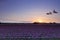 Skagit valley tulip field sunset