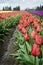 Skagit Valley Tulips