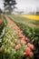 Skagit Valley Tulips