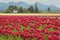 Skagit Valley Tulips